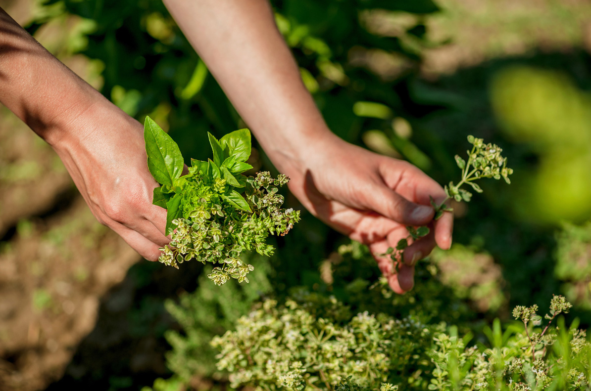 A pair of hands reaching towards planted herbs in a garden