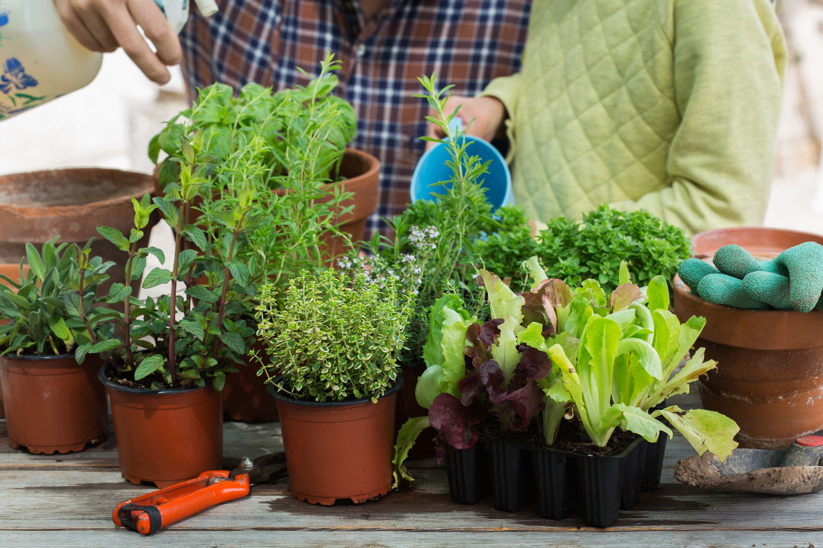 Potted plants arrayed ona table, two people's torsos are visible behind them