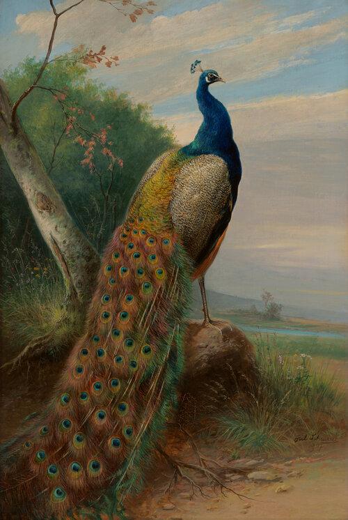 Julius Scheuerer. Peacock, 1907. Oil on canvas.