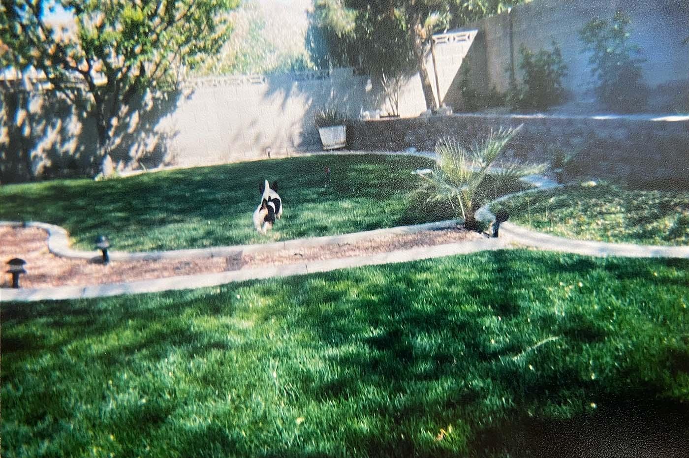 A scan of a photo of a dog running through a grassy backyard