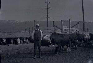 Poplar Livestock Company, Montana, 1920s