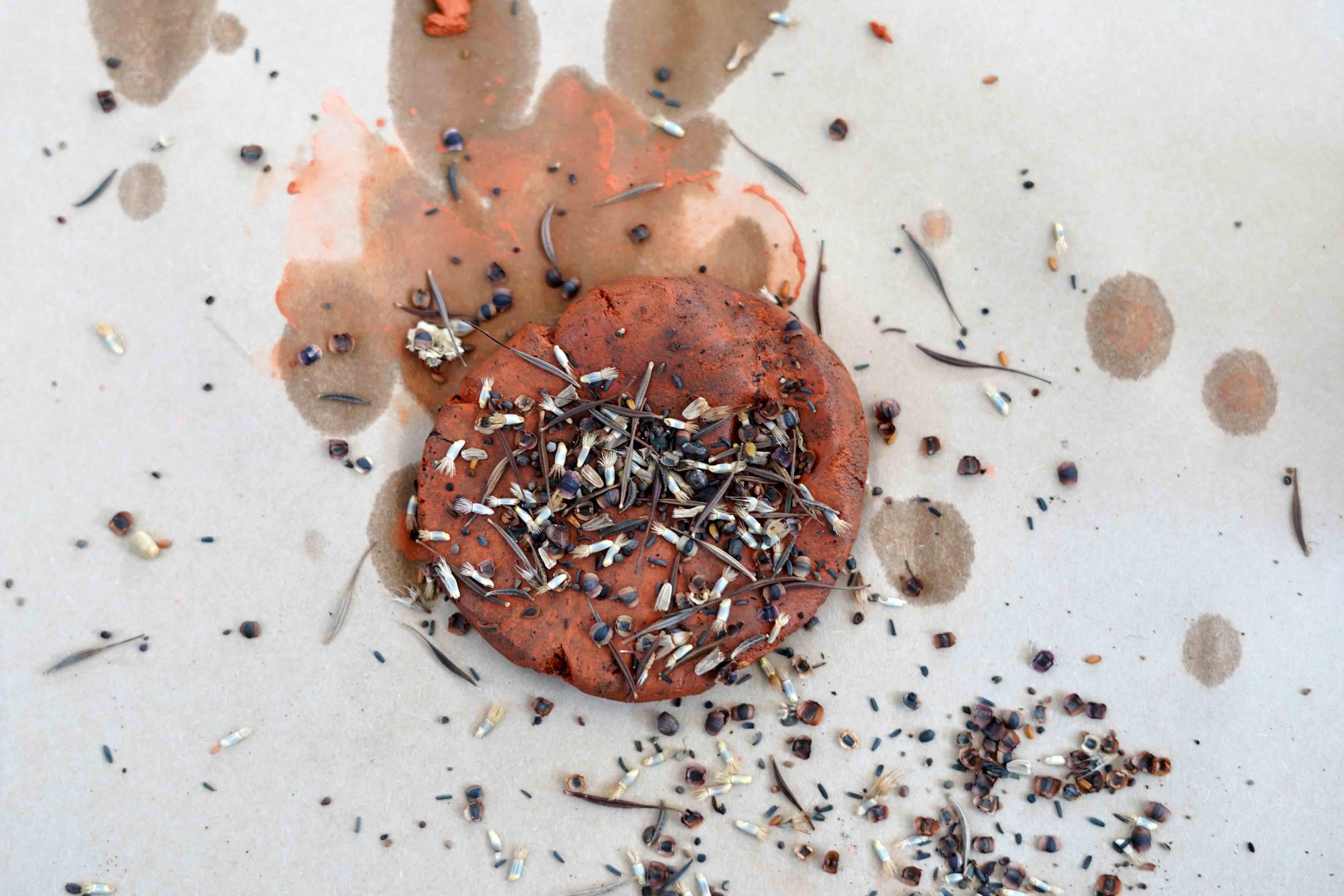 Photo of a flattened piece of clay with seeds sprinkled on top