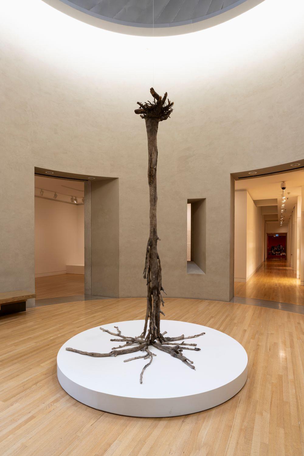 A silicone cast of a tree suspended upright in the rotunda of the Frye Art Museum